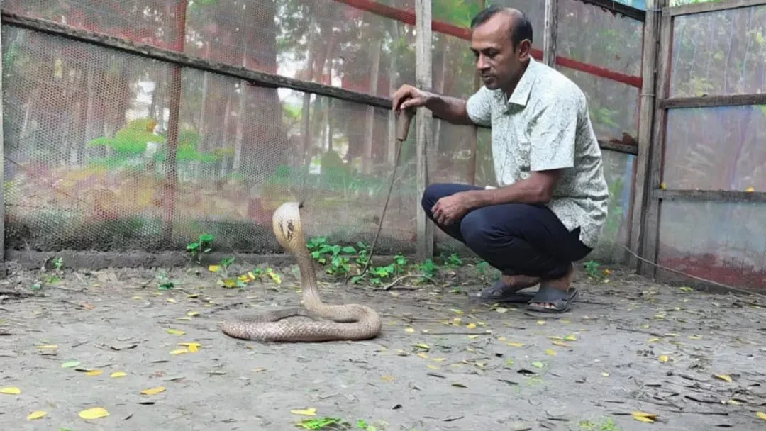 পটুয়াখালীর খামারে কোটি টাকার সাপের বিষ, নেই বাজারজাতের সুযোগ