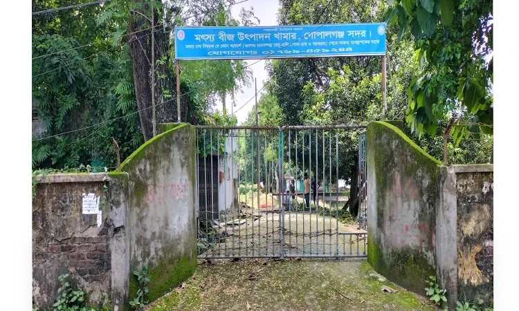 গোপালগঞ্জে মৎস্য বীজ উৎপাদনে লক্ষ্যমাত্র অর্জন, মৎস্যচাষে আশার আলো