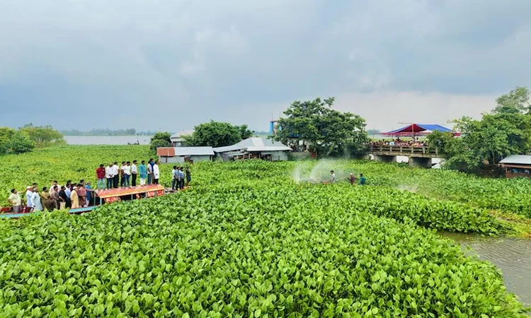 নাটোরে কৃষির সুরক্ষায় কচুরিপানা পরিষ্কারের উদ্যোগ