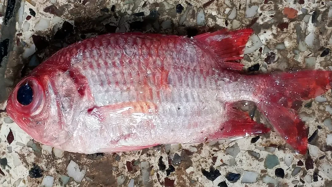 কুয়াকাটায় ধরা পড়ল আকর্ষণীয় ‘সোলজারফিশ’