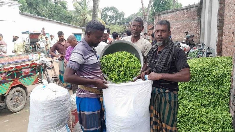 অতিবৃষ্টিতে উৎপাদন ব্যাহত হলেও কাঁচামরিচ বিক্রিতে লাভবান নওগাঁর চাষিরা