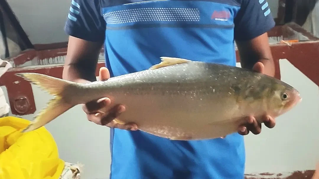 জেলের জালে ধরা পড়ল আড়াই কেজির ‘রাজা ইলিশ’, বিক্রি ১৫ হাজারে