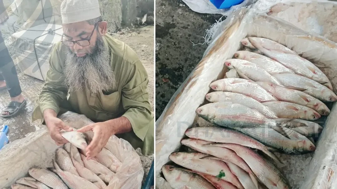 বেনাপোল দিয়ে ভারত থেকে সাড়ে ৩ লাখ কেজি ইলিশ আমদানি