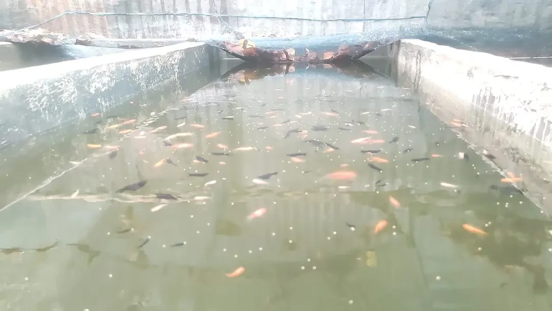 ৫০০ টাকার ১০ মাছ থেকে ৫ লাখের খামার, মাসে আয় ৪০ হাজার