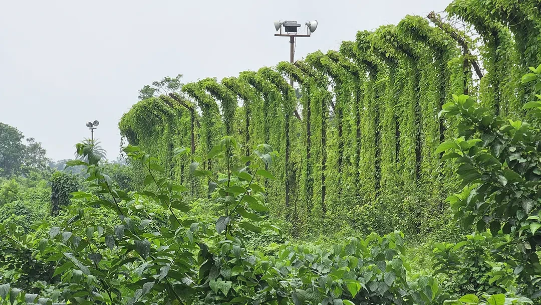 আখাউড়া সীমান্তের শূন্যরেখায় মিলল কিশোরের মরদেহ